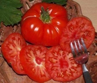 Сорт помидор микадо