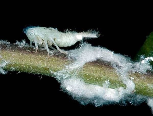 Цикадка белая личинка