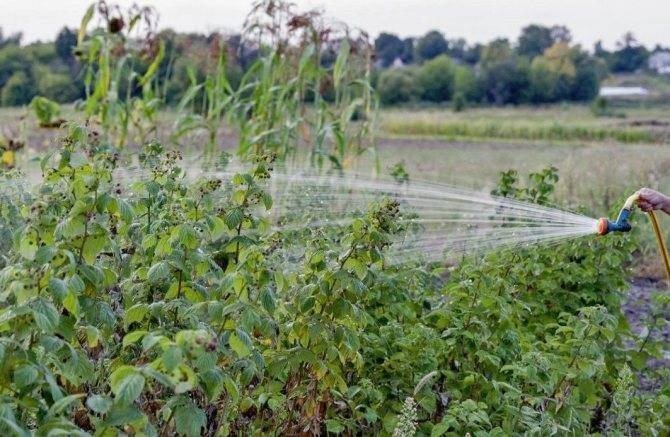 Пестициды в сельском хозяйстве