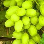 Сорт винограда Ландыш: урожай, фото, размножение, уход