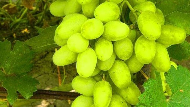 Сорт винограда Ландыш: урожай, фото, размножение, уход