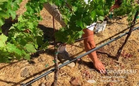 Капельное орошение винограда