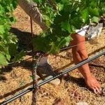 Виноград «Анюта»: описание сорта, фото и отзывы