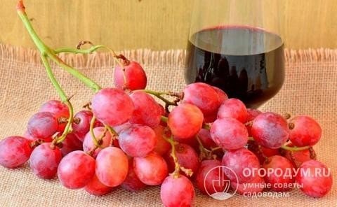 Виноград сорт анюта