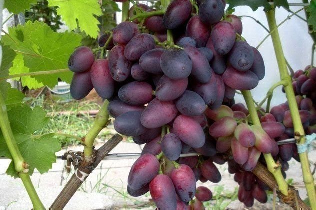 Виноград кармакод