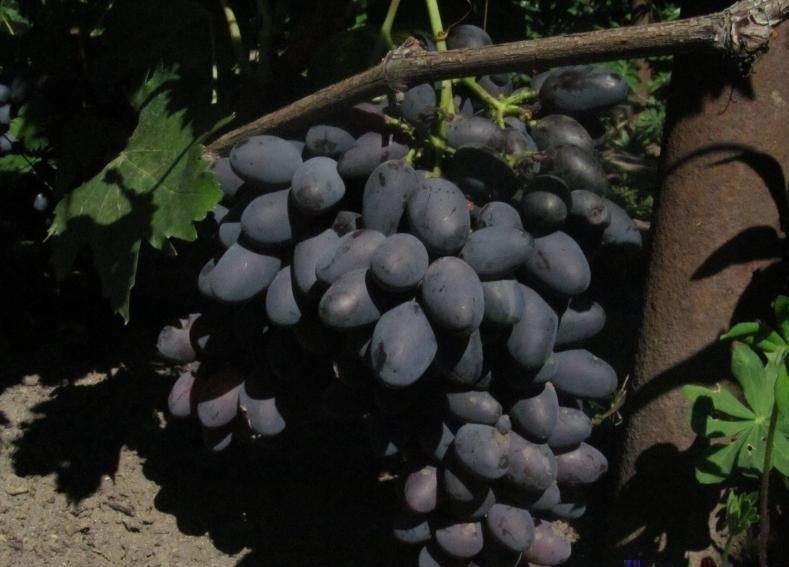 Виноград плодовый кодрянка