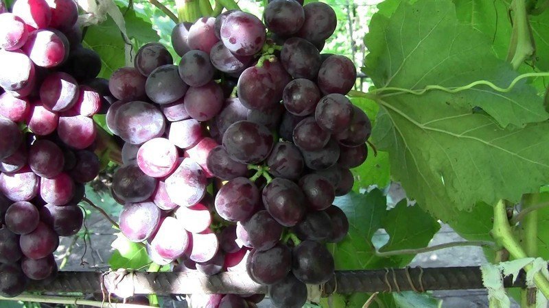 Виноград сорт рошфор