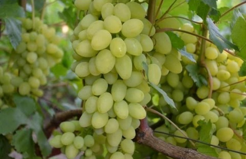 Виноград плодовый зарница