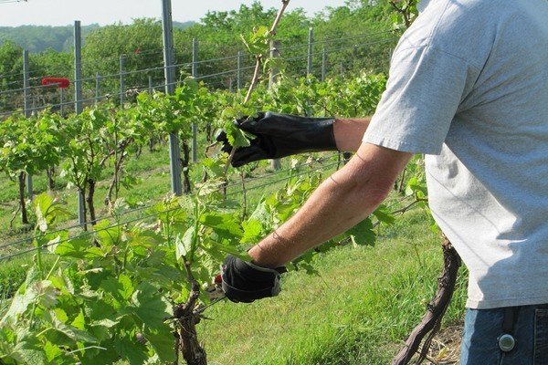 Подрезание виноградной лозы
