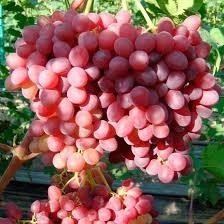 Сорта винограда кишмиш велес