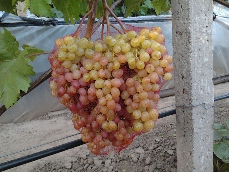 Сорта винограда кишмиш велес