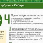 Выращивание арбузов в Сибири: в теплице, открытом грунте, парнике
