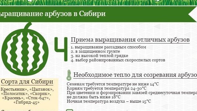 Выращивание арбузов в Сибири: в теплице, открытом грунте, парнике