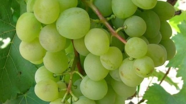 Всё о сорте винограда «белое чудо» от особенностей выращивания до фото и отзывов о нём