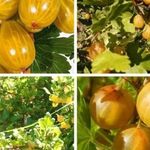 Жёлтый крыжовник Медовый: растим сладкую ягоду в саду
