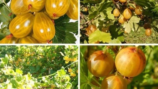 Жёлтый крыжовник Медовый: растим сладкую ягоду в саду