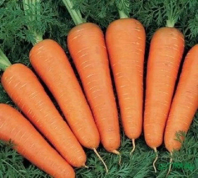 Гибриды моркови для длительного хранения