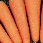 Как хранить морковь на балконе зимой. Заморозка сезонных овощей