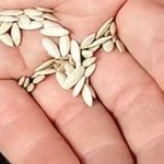 Как проверить семена огурцов на всхожесть