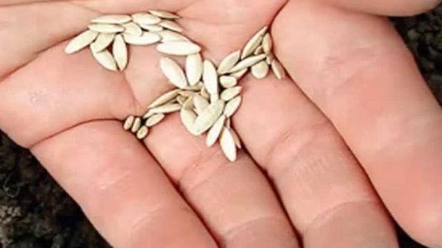 Как проверить семена огурцов на всхожесть