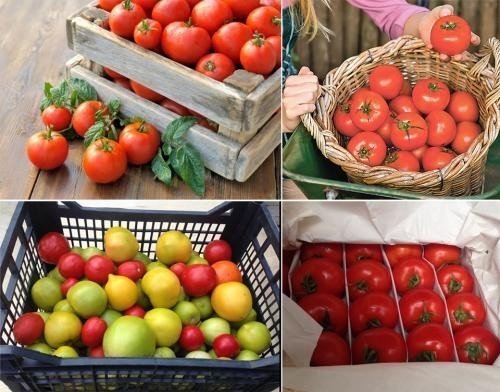 Способы хранения помидоров