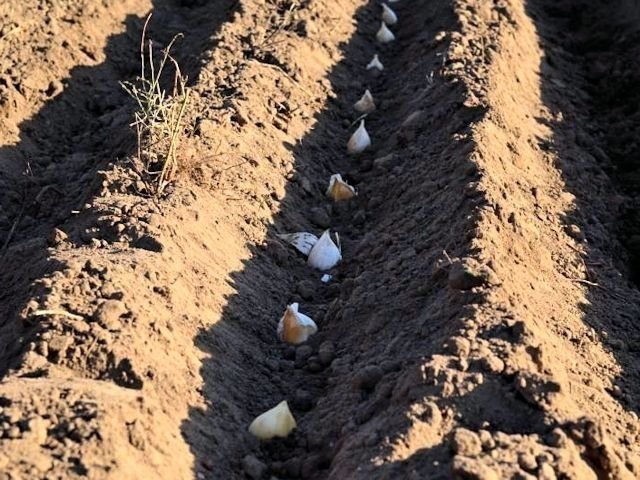 Посадка картофеля под лопату