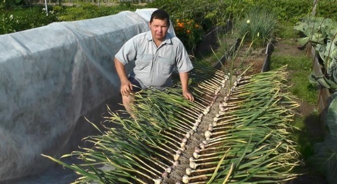 Агротехника выращивания лука озимого