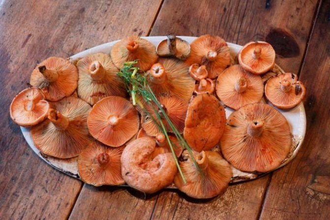 Рыжие грибы для засолки