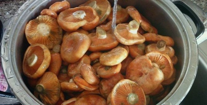 Рыжики грибы приготовление